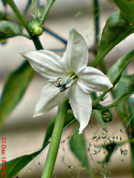 Bunga Cabe Rawit ( Capsicum frutescens L.)