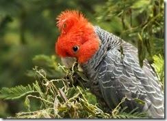 gang-gang cockatoo