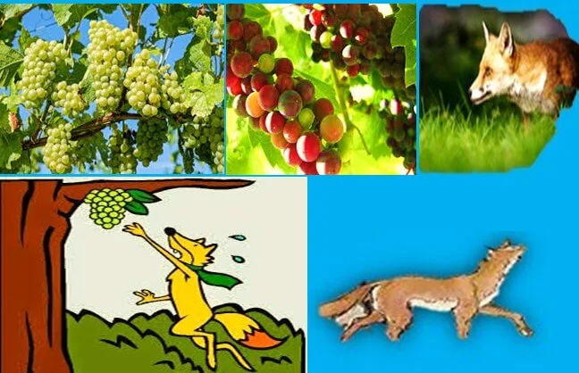 The Story of The Hungry Fox and the Grapes 