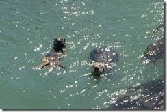 Otters Port of San Luis - Harford Pier