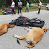Rider Ducati koma dirempuh 30 ekor lembu
