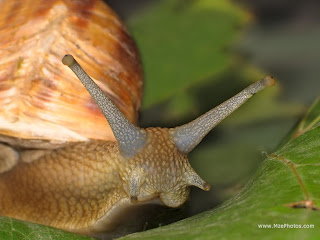 Snails Wallpapers