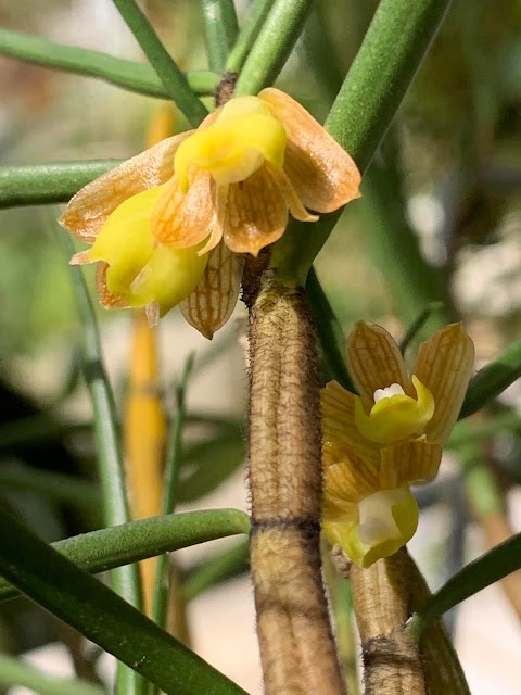 Dendrobium pachyglossum