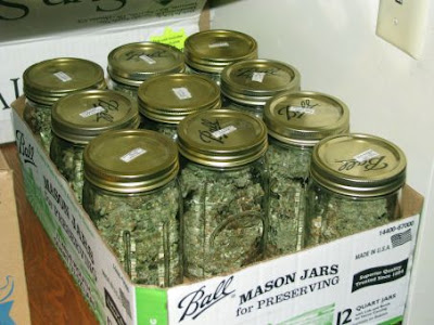 alot of weed. pictures of weed plants.