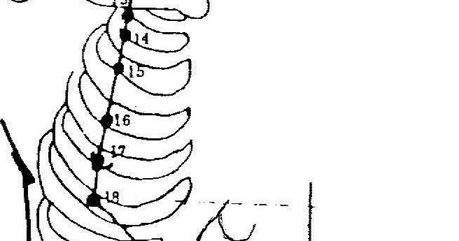 FUNGSI ORGAN DAN PENYAKIT YANG TERKAIT