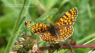 Melitaea phoebe DSC146594