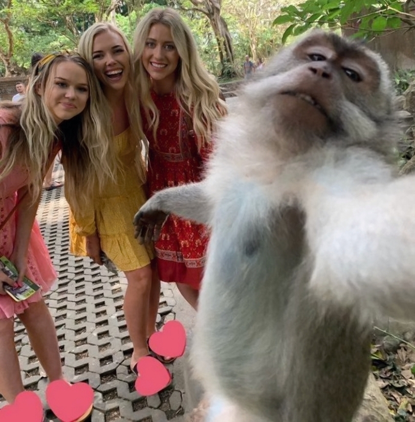 Kleiner lustiger Affe macht Selfie mit Touristen Lach dich schlapp: Lustige Bilder für den Spaßfaktor Haustier, Lustige Bilder, Lustiges über Tiere