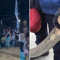 Bomoh ular meninggal dunia dipatuk tedung ketika melakukan persembahan
