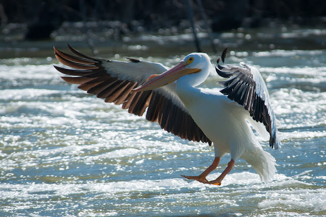 American White Pelican, Lewisville Lake Environmental Learning Area