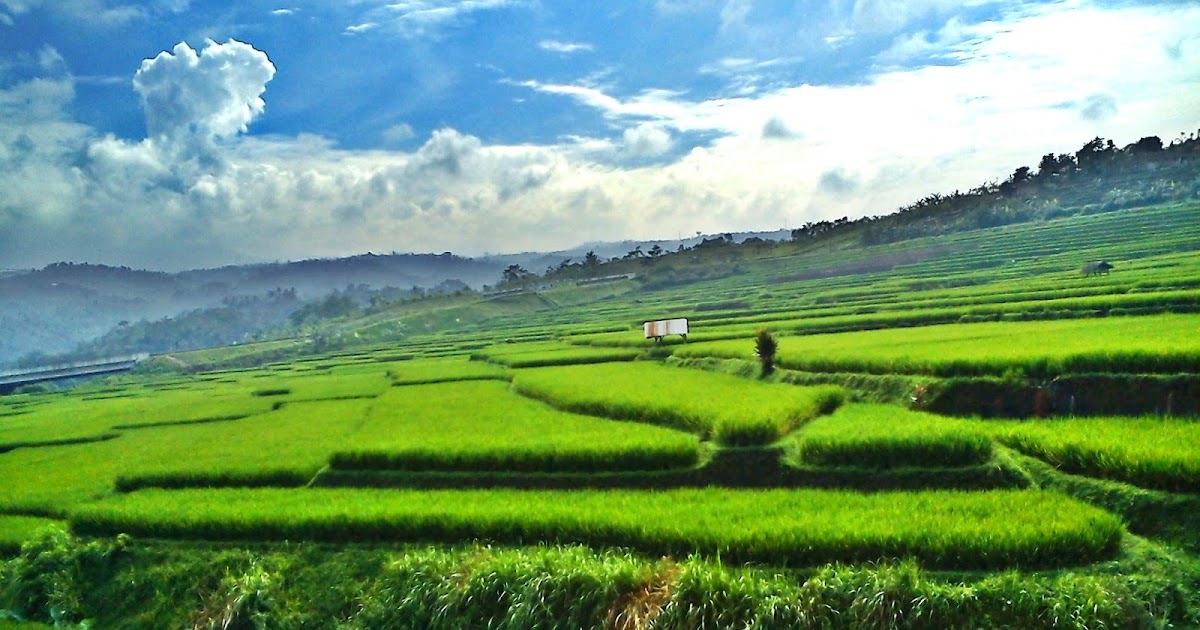 Gambar Wallpaper Pemandangan Sawah Gudang Wallpaper