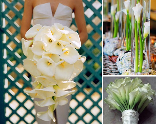  colored varieties of yellow red and white Calla lily wedding flowers
