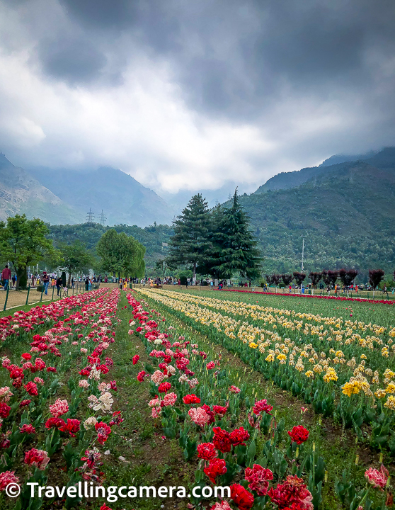 Now that the tulip garden in Srinagar is established and sees annual sprouting of bulbs in spring, the city has started celebrating the Tulip festival during the month that the tulips are in bloom. By the time we got there, the flowers had mostly wilted, but we got an idea of how splendid the garden would look when the tulips would be in full bloom. These flowers only stay for a few days every year, so if you want to see them in bloom, stay tuned on when they start blooming and then immediately fly over. Else you might miss them.