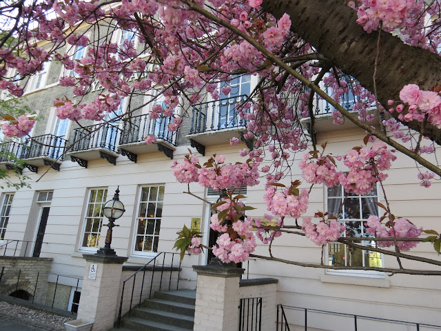 Cambridge house flowers