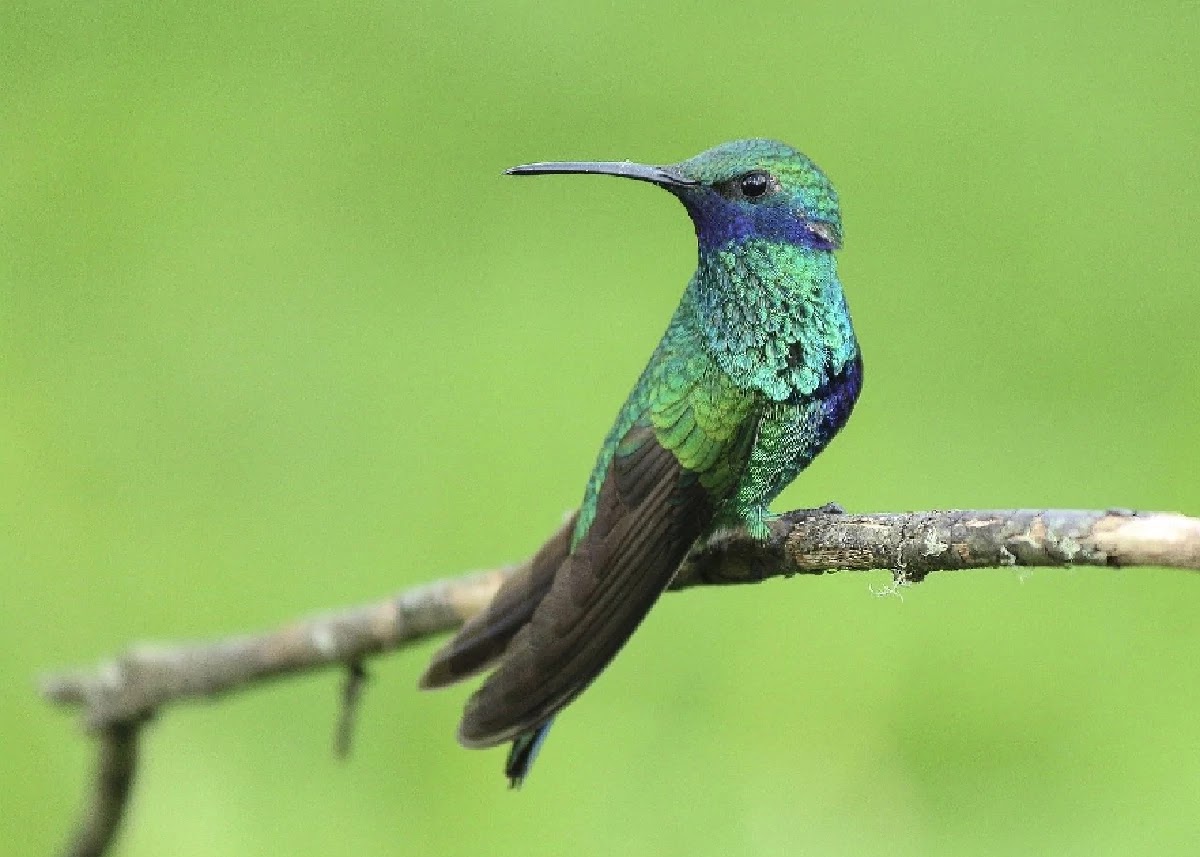 The Ingenious Nest Of A Humming Bird