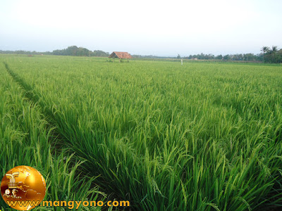 Sawah yang hijau karena tanaman padi...