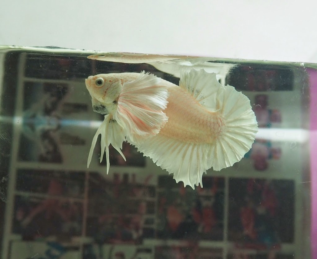 Ikan Cupang Termahal Cupang Giant Albino Jenis Ikan Cupang