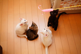 Four little cats are watiting for fun