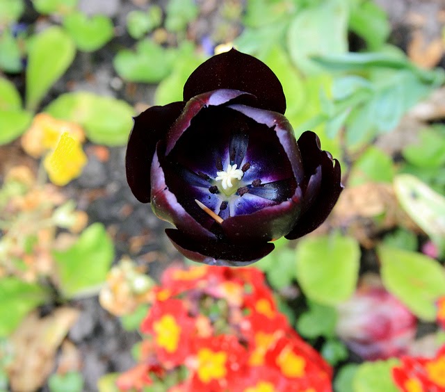 Foto Gambar Bunga Tulip Warna Ungu tua