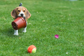 Beagle puppy vs flower pot (4 pics), beagle puppy pictures, funny beagle dog, cute beagle puppy, puppy pictures
