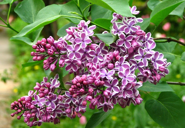 lilaki kórnik arboretum ogród wiejski