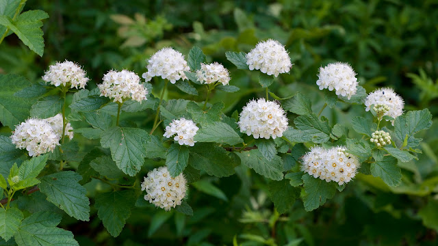 Physocarpus opulifolius