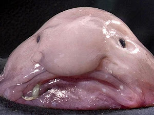 Blobfish, Ikan yang Meraih Penghargaan Hewan Terjelek di Dunia