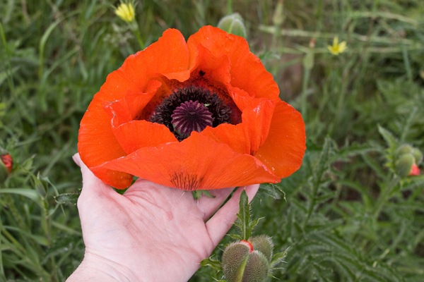 huge-poppy