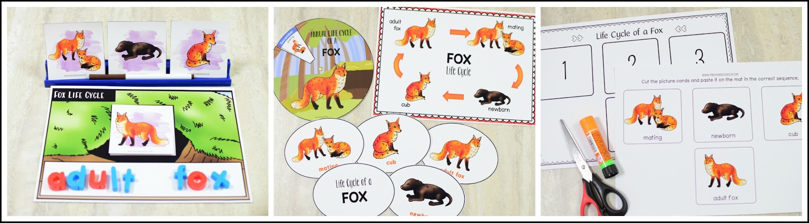 Spring Animal Life Cycles: Fox Life Cycle