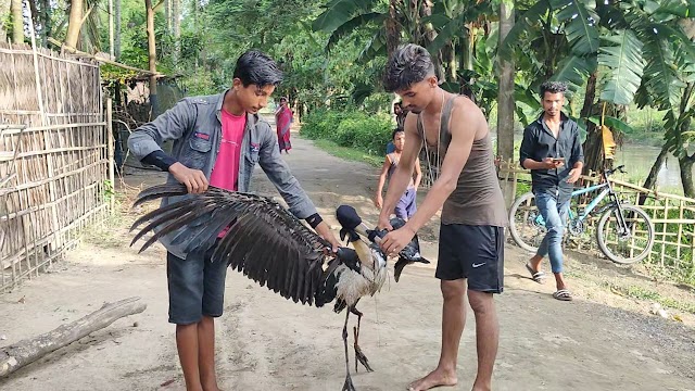 Wounded stork rescued at Sootea