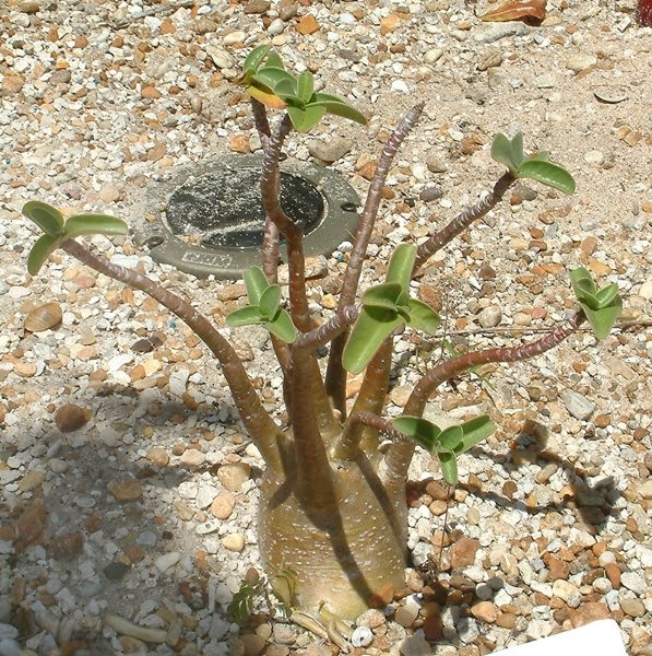 Jenis-jenis adenium arabicum