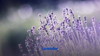 Lavender is an important relaxing herb, but it is better known for its sweet-scented aroma than for its medicinal properties. It became popular as a medicine during the late Middle Ages, and in 1620 it was one of the medicinal herbs taken to the New World by the Pilgrims.