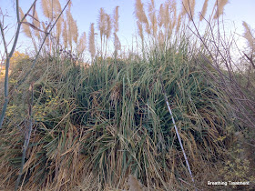 Jubata grass (Cortaderia jubata)