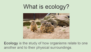 Ecology definition and photo of a group of meerkats huddled together