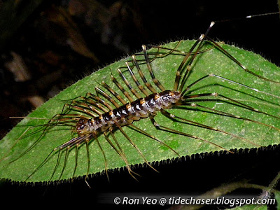 Cave Centipede (Thereuopoda longicornis)