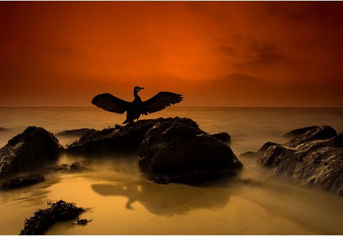 Foto Bayangan Burung