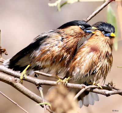 "Brahminy Starling - Sturnia pagodarum, vocalising a tune to the other bird."