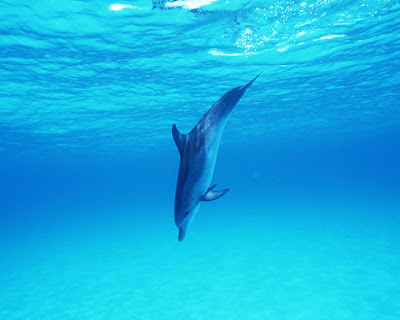 Fotos de Delfines - Libres y Felices