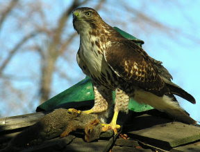 Red-tailed hawk with squirrel. Photo copyright 2008 by John Wozny. Used by permission.