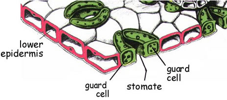 Stomata in a leaf