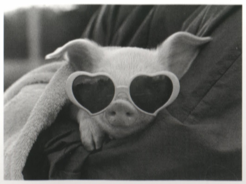 cool pig