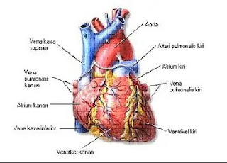 Pengertian Jantung,Struktur Jantung, Fungsi Jantung