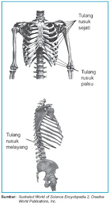 Skeleton aksial yakni skeleton yang merupakan sumbu Pintar Pelajaran Skeleton Rangka Aksial : Struktur dan Fungsi