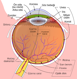 Gözün şematik yapısı
