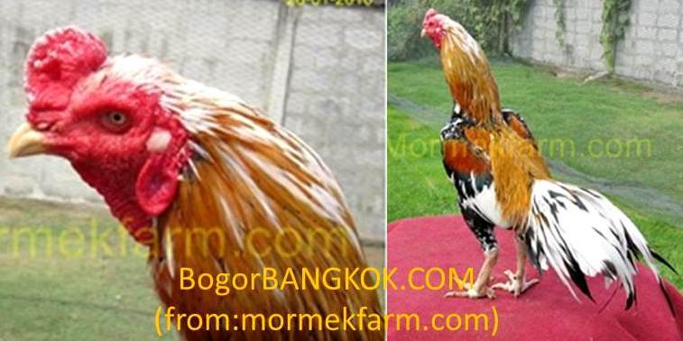 Warna Ayam  Bangkok Istimewa Berkelas di Thailand Ayam  