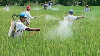 Cara Penggunaan Pestisida dengan Bijaksana