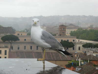 A bird in Rome