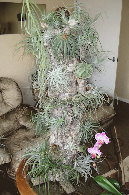 Air Plants Care