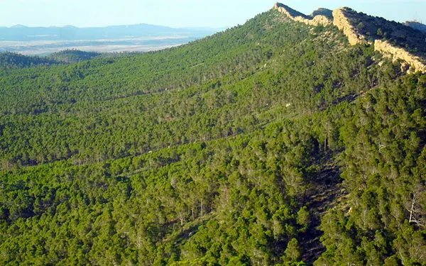 La Forêt de Sénalba