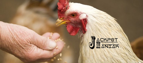 Bahan Utama Pakan Ayam Bangkok Aduan