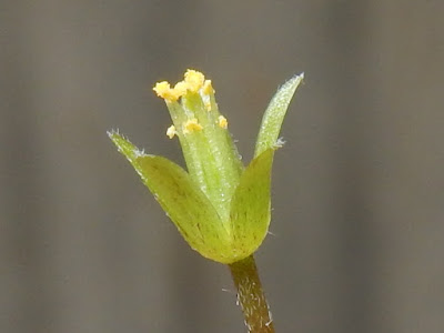 酢漿草的雄蕊及雌蕊